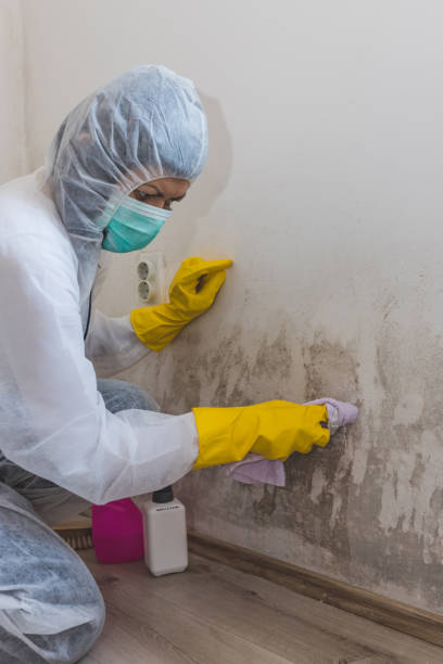 Best Asbestos and Lead Testing During Mold Inspection  in USA